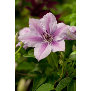 Clematis Hybride Nelly Moser 40- 60 cm
