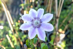 Clematis Hybride Nelly Moser 40- 60 cm