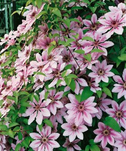 Clematis Hybride Nelly Moser 40- 60 cm