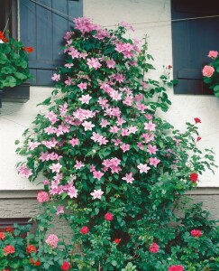 Clematis Hybride Nelly Moser 40- 60 cm