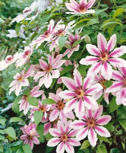 Clematis Hybride Nelly Moser 40- 60 cm