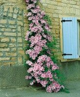 Clematis Hybride Nelly Moser 40- 60 cm