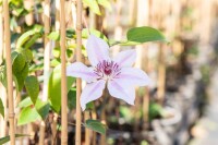 Garten Clematis Hybride Nelly Moser an Rankhilfe