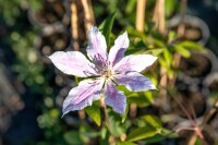 Clematis Hybride Nelly Moser 40- 60 cm