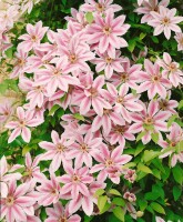 Clematis Hybride Nelly Moser 40- 60 cm