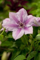 Nahaufnahme der Clematis Hybride Nelly Moser Blüten