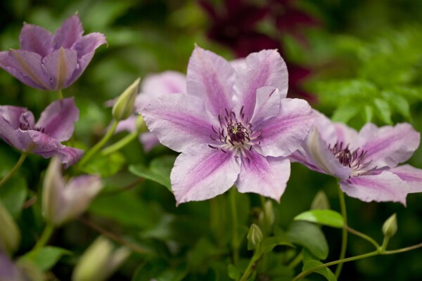 Clematis Hybride Nelly Moser blühende Kletterpflanze