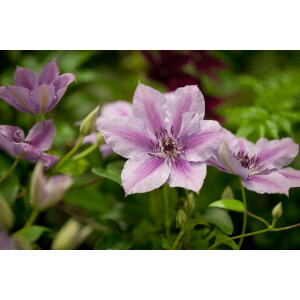 Clematis Hybride Nelly Moser 80- 100 cm