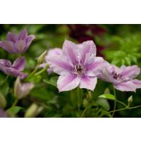 Clematis Hybride Nelly Moser 80- 100 cm