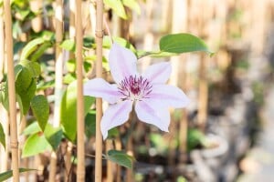 Garten Clematis Hybride Nelly Moser an Rankhilfe