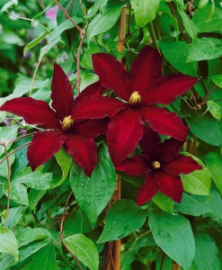 Clematis Hybride Niobe 60- 100 cm