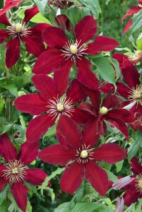 Clematis Hybride Niobe 60- 100 cm