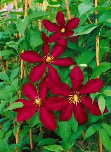 Clematis Hybride Niobe 60- 100 cm