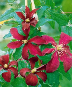 Clematis Hybride Niobe 60- 100 cm