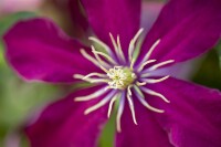 Clematis Hybride Niobe 60- 100 cm