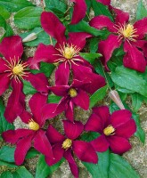 Clematis Hybride Niobe 60- 100 cm