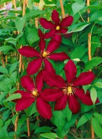 Clematis Hybride Niobe 60- 100 cm