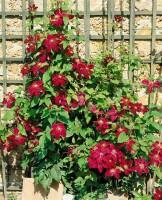 Clematis Hybride Niobe 60- 100 cm