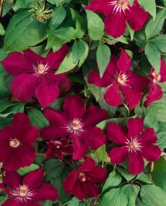 Clematis Hybride Rouge Cardinal 40- 60 cm