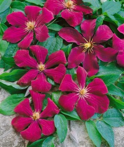 Clematis Hybride Rouge Cardinal 40- 60 cm