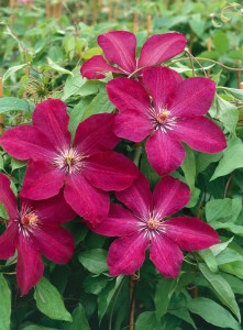 Clematis Hybride Rouge Cardinal 40- 60 cm