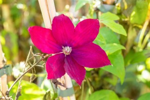 Clematis Hybride Rouge Cardinal 40- 60 cm