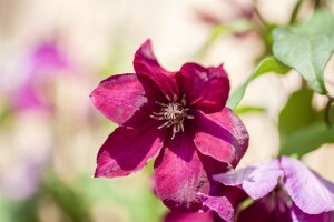 Clematis Hybride Rouge Cardinal 40- 60 cm