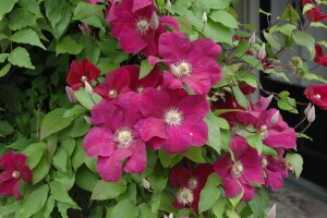 Clematis Hybride Rouge Cardinal 40- 60 cm