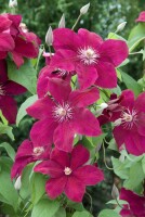 Clematis Hybride Rouge Cardinal 40- 60 cm