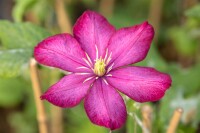 Clematis Hybride Rouge Cardinal 40- 60 cm