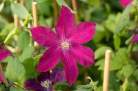 Clematis Hybride Rouge Cardinal 40- 60 cm