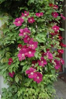 Clematis Hybride Rouge Cardinal 40- 60 cm