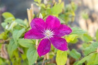 Clematis Hybride Rouge Cardinal 40- 60 cm