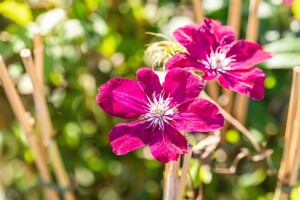 Clematis Hybride Rouge Cardinal 100- 150 cm