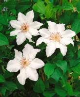 Clematis Hybride Snow Queen 60- 100 cm