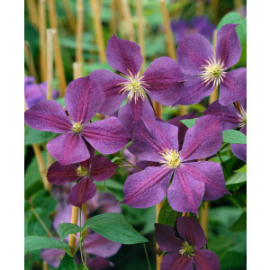 Clematis Hybride Star of India 60- 100 cm