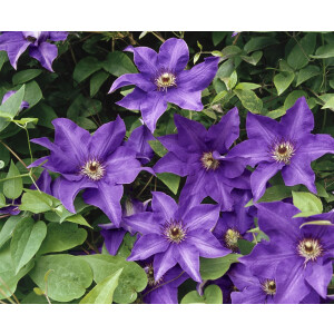 Clematis Hybride The President 2L 40-  60