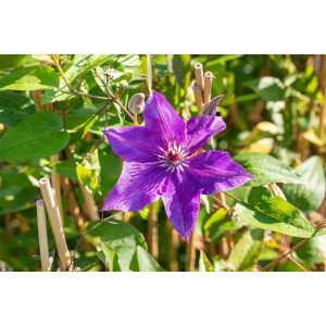 Clematis Hybride The President 2L 40-  60