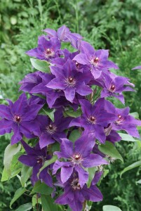 Clematis Hybride The President 40- 60 cm