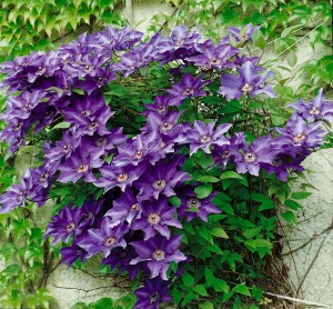 Clematis Hybride The President 40- 60 cm