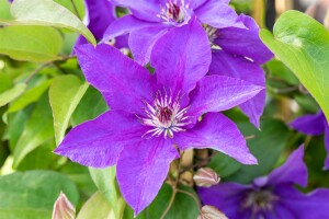 Clematis Hybride The President 40- 60 cm