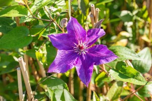 Clematis Hybride The President 40- 60 cm