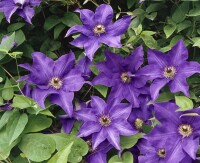 Clematis Hybride The President 40- 60 cm