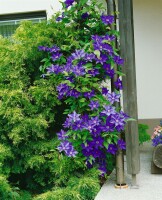 Clematis Hybride The President 40- 60 cm