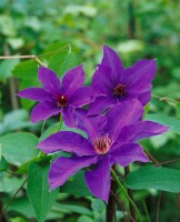 Clematis Hybride The President 40- 60 cm