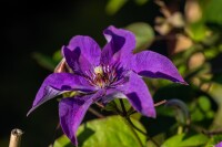 Clematis Hybride The President 40- 60 cm