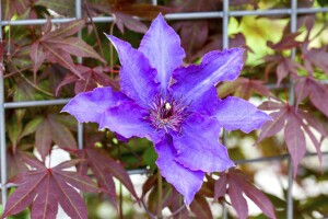 Clematis Hybride The President 60- 100 cm