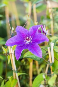 Clematis Hybride The President 60- 100 cm