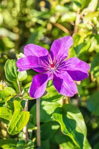 Clematis Hybride The President 60- 100 cm