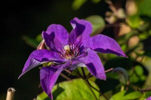 Clematis Hybride The President 60- 100 cm